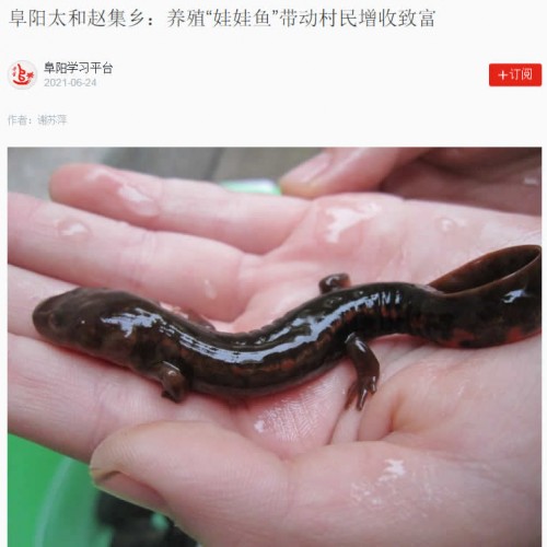 阜阳太和赵集乡：养殖“娃娃鱼”带动村民增收致富
